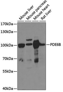 Anti-PDE6B Rabbit pAb