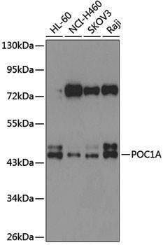 Anti-POC1A Rabbit pAb