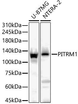 Anti-PITRM1 Rabbit pAb