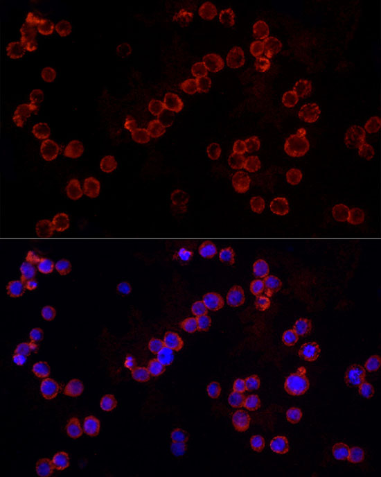 Anti-NLRC4 Rabbit pAb