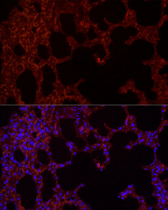 Anti-NLRC4 Rabbit pAb