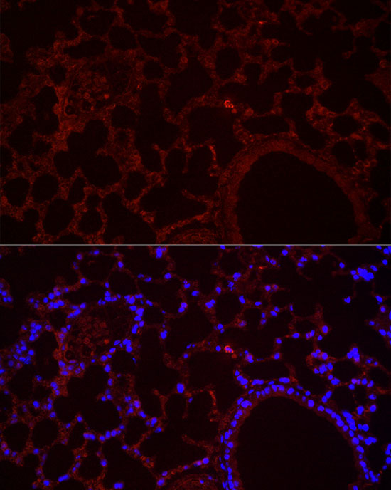 Anti-NLRC4 Rabbit pAb