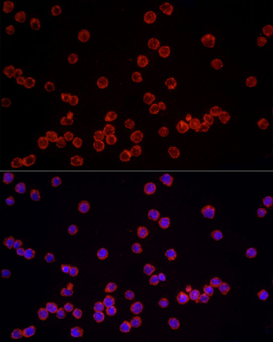 Anti-NLRC4 Rabbit pAb