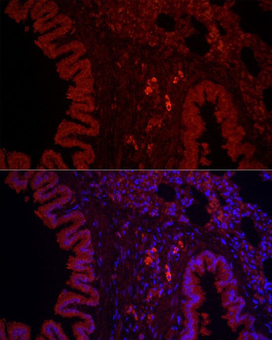 Anti-NLRC4 Rabbit pAb