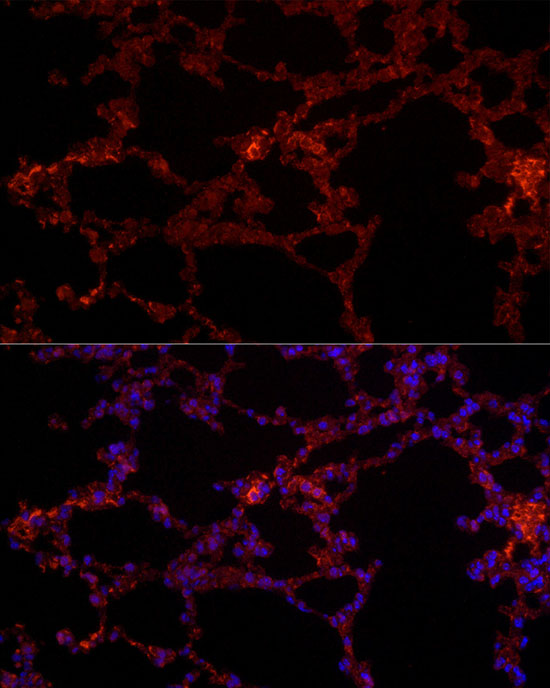 Anti-NLRC4 Rabbit pAb