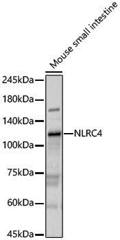 Anti-NLRC4 Rabbit pAb