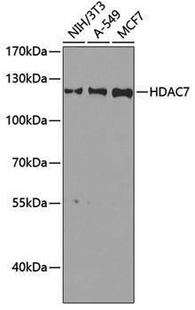 Anti-HDAC7 Rabbit pAb
