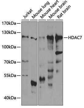 Anti-HDAC7 Rabbit pAb