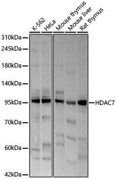 Anti-HDAC7 Rabbit pAb