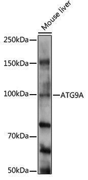 Anti-ATG9A Rabbit pAb