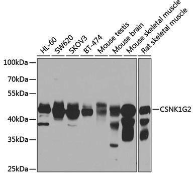 Anti-CSNK1G2 Rabbit pAb