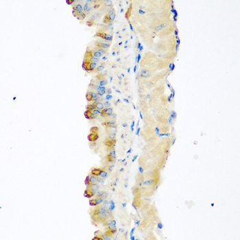 Anti-GDF-8/Myostatin Rabbit pAb