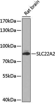 Anti-SLC22A2 Rabbit pAb