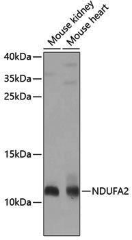 Anti-NDUFA2 Rabbit pAb