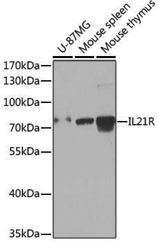 Anti-IL21R Rabbit pAb