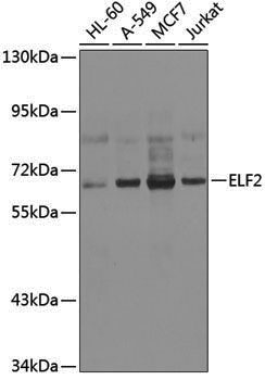 Anti-ELF2 Rabbit pAb