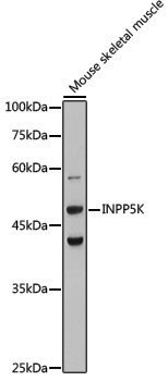 Anti-INPP5K Rabbit pAb