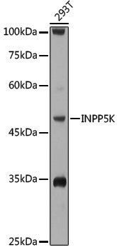 Anti-INPP5K Rabbit pAb