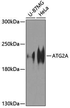 Anti-ATG2A Rabbit pAb