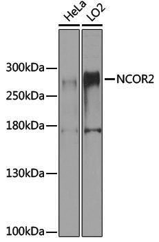 Anti-NCOR2 Rabbit pAb