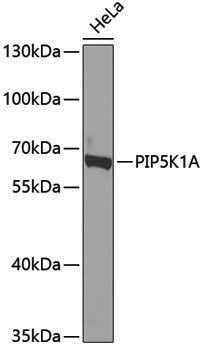 Anti-PIP5K1A Rabbit pAb