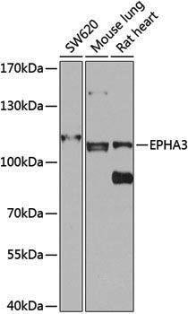 Anti-EPHA3 Rabbit pAb
