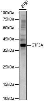 Anti-GTF3A Rabbit pAb