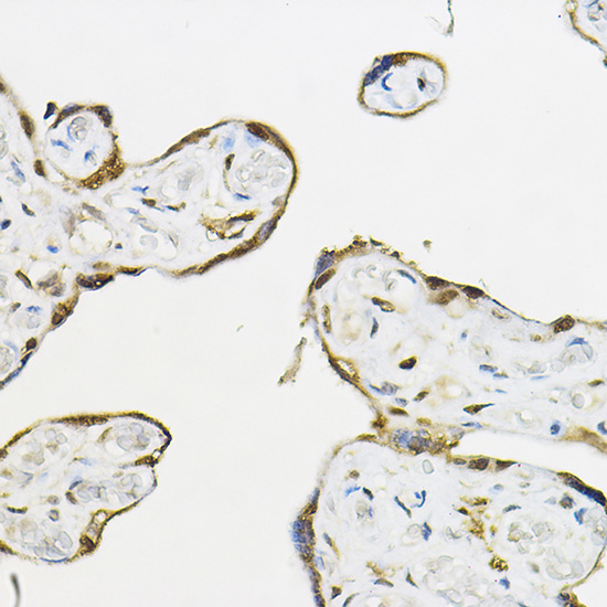 Anti-TEAD3 Rabbit pAb