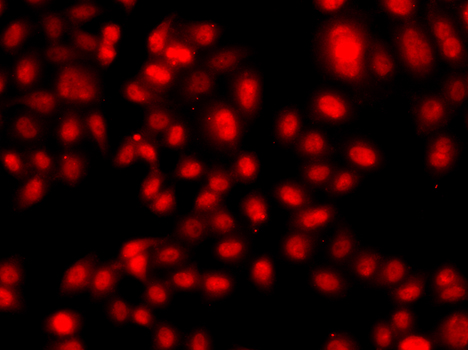 Anti-TEAD3 Rabbit pAb