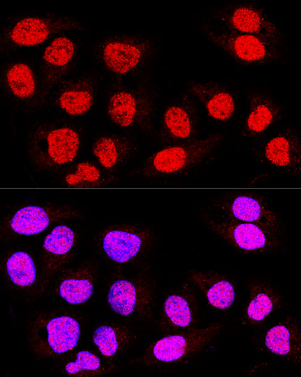Anti-TEAD3 Rabbit pAb