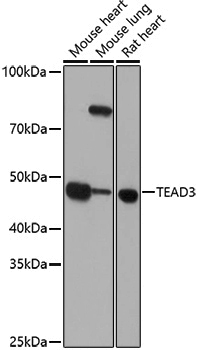 Anti-TEAD3 Rabbit pAb