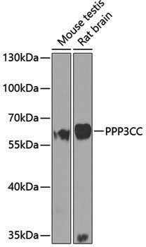 Anti-PPP3CC Rabbit pAb