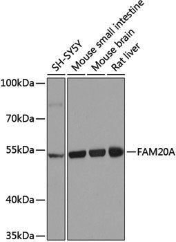 Anti-FAM20A Rabbit pAb