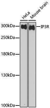 Anti-IP3R Rabbit pAb