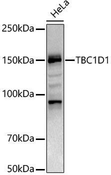 Anti-TBC1D1 Rabbit pAb