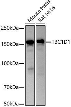 Anti-TBC1D1 Rabbit pAb
