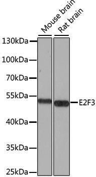 Anti-E2F3 Rabbit pAb