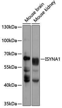 Anti-ISYNA1 Rabbit pAb