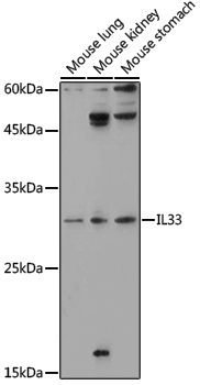 Anti-IL33 Rabbit pAb