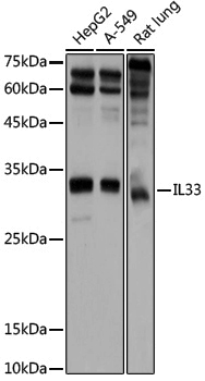 Anti-IL33 Rabbit pAb