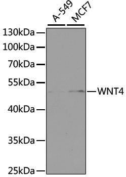 Anti-WNT4 Rabbit pAb