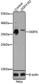 [KO Validated] Anti-DDIT4 Rabbit pAb