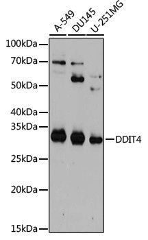 [KO Validated] Anti-DDIT4 Rabbit pAb