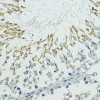 Anti-TRIP12 Rabbit pAb