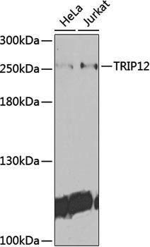 Anti-TRIP12 Rabbit pAb