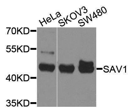 Anti-SAV1 Rabbit pAb