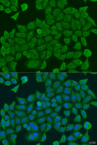 Anti-SHC4 Rabbit pAb