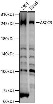 Anti-ASCC3 Rabbit pAb