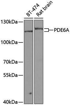 Anti-PDE6A Rabbit pAb