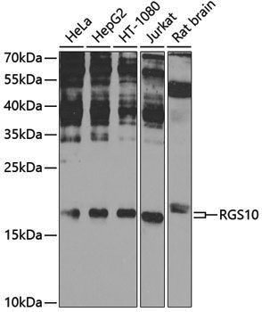 Anti-RGS10 Rabbit pAb